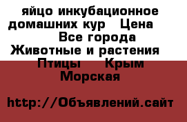 яйцо инкубационное домашних кур › Цена ­ 25 - Все города Животные и растения » Птицы   . Крым,Морская